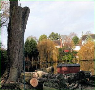 Tree sectional dismantling